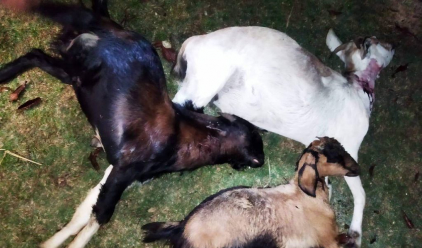 वडाध्यक्ष रवेन्द्र खातीका ११ बाख्रा बाघले मार्‍यो
