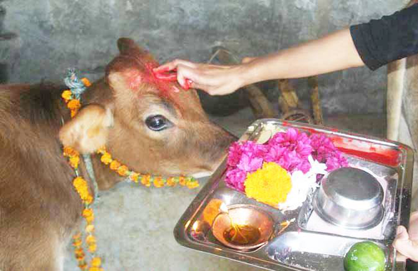 आज गाई, गोरु र गोबर्द्धन पूजा