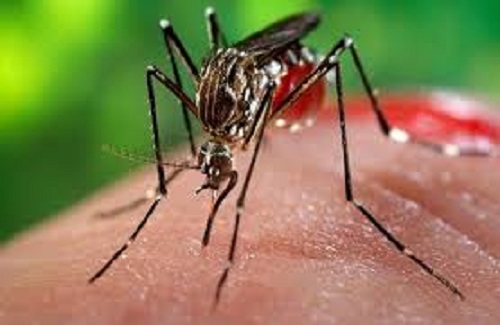 बैतडीमा सात जनामा डेंगी, खाेज-नष्ट अभियानमा पालिका