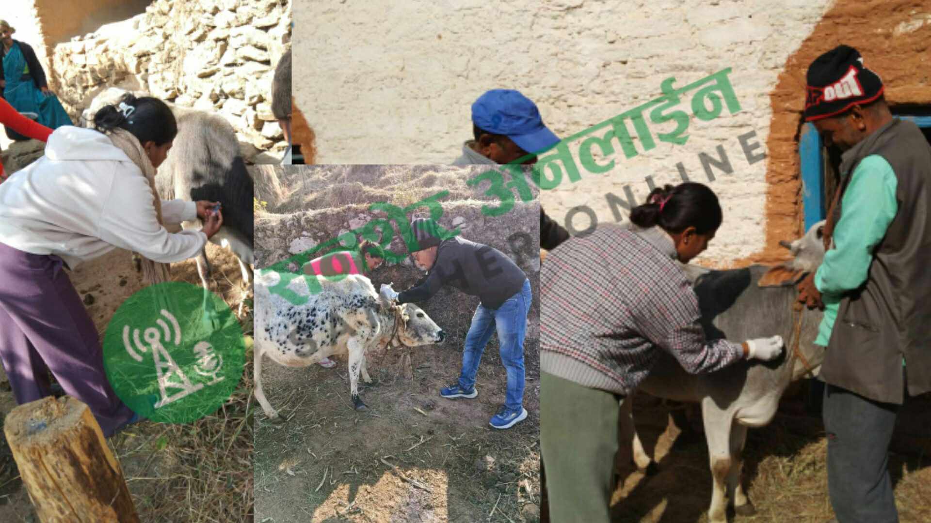 पञ्चेश्वरमा गाई–गोरुमा लम्पीस्कीन विरुद्ध खोप अभियान