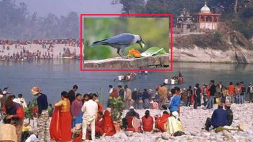 सुदूरपश्चिममा आज नरहरी पर्व  मनाईदै, काग बोलाउने चलन