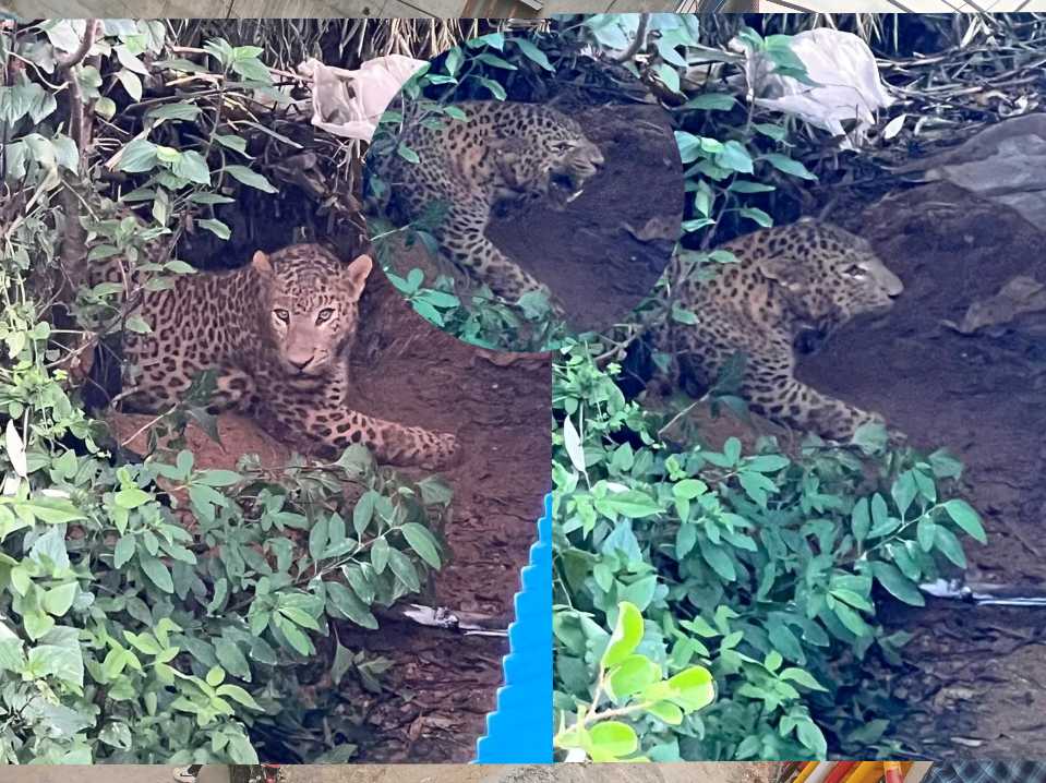 गुरुखोलाका स्थानीयहरुले स्यालको लागि थापेको पासोमा चितुवा
