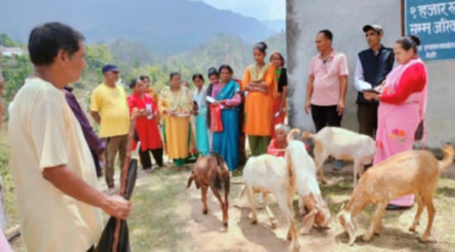दशरथचन्द नगरपालिकाले ११ वटै वडामा निशुल्क बाख्रा, कुखुरा र पोलिहाउस वितरण